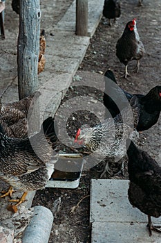 Hen feeding. man are fed from hands a black chicken with a red comb