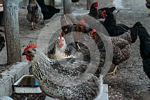 Hen feeding. man are fed from hands a black chicken with a red comb