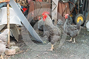 Hen feeding. man are fed from hands a black chicken with a red comb