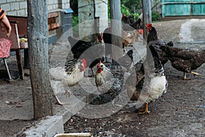 Hen feeding. man are fed from hands a black chicken with a red comb