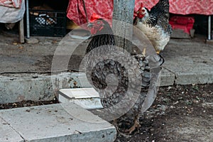 Hen feeding. man are fed from hands a black chicken with a red comb