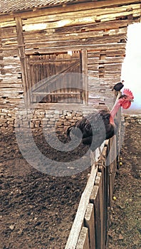 Hen on fence