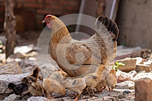 A hen with a flock of chickens foraging in rural China