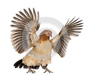 Hen flying against white background