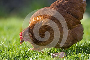 A hen - free breeding