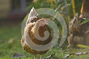 A hen - free breeding