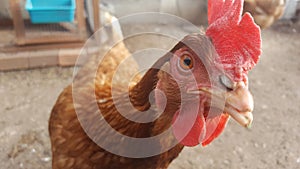 Hen - Free Range Chicken - Chicken