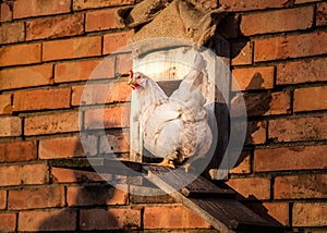 Hen in front of stable with human shadow