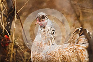 Hen in the garden. Agricultural time. Livestock and poultry