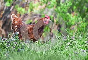 Hen in the garden
