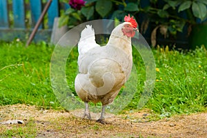 Hen on a grass