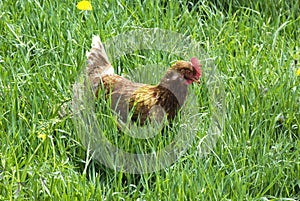 Hen in the grass