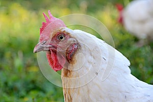 Gallinas en césped 