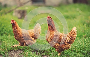 a hen on a green blurred background
