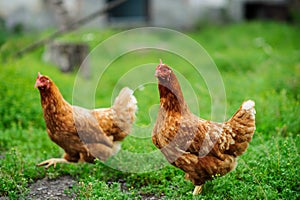 a hen on a green blurred background