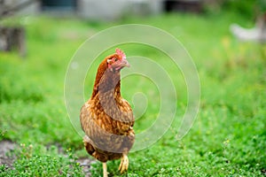 a hen on a green blurred background