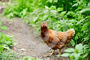 Hen on the green blurred background