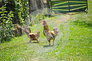 hen on a green grass