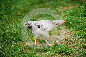 hen on a green grass
