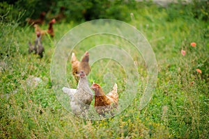 hen