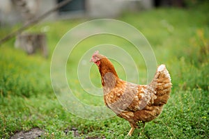 hen