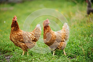hen