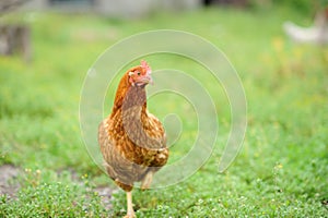 hen