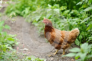 hen