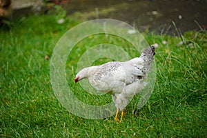 hen on a green grass