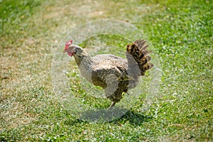 hen on a green grass