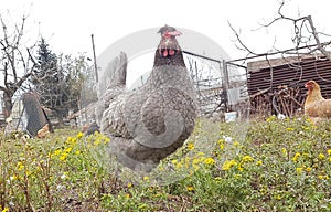 Hen grey freerange chicken poultry