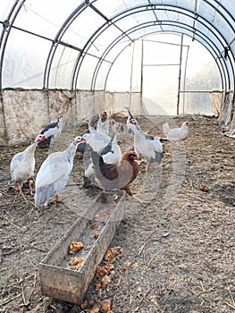 Hen and guinea fowls