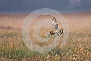 Hen Harrier