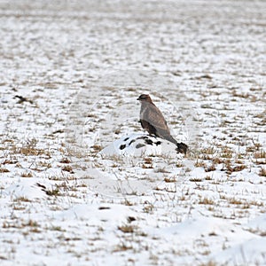 Hen harrier