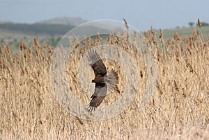 Hen Harrier