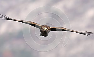 Hen Harrier