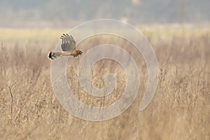 Hen harrier Circus cyaneus bird of prey hunting