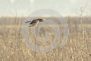 Hen harrier Circus cyaneus bird of prey hunting
