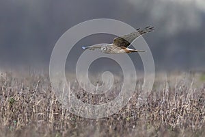 Hen harrier Circus cyaneus hunting