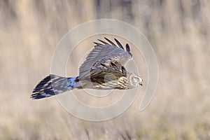 Hen harrier Circus cyaneus hunting