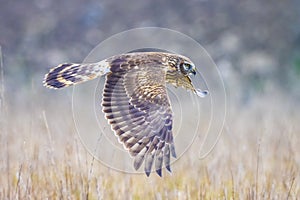 Hen harrier Circus cyaneus hunting