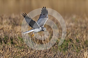 Hen harrier Circus cyaneus