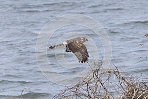 Hen harrier in flight over the riverside