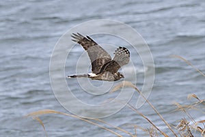 Hen harrier in flight over the riverside