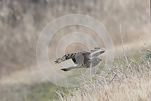 Hen harrier in flight over the riverside