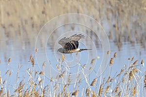 Hen harrier in flight over the riverside.
