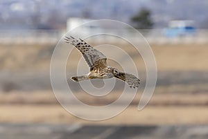 Hen harrier in flight over the riverside