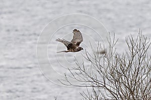 Hen harrier in flight over the riverside.