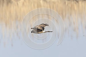 Hen harrier in flight over the riverside.