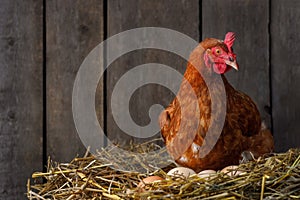 hen hatching eggs in nest of straw inside chicken coop